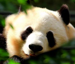 Превью обои панда, морда, трава, сон