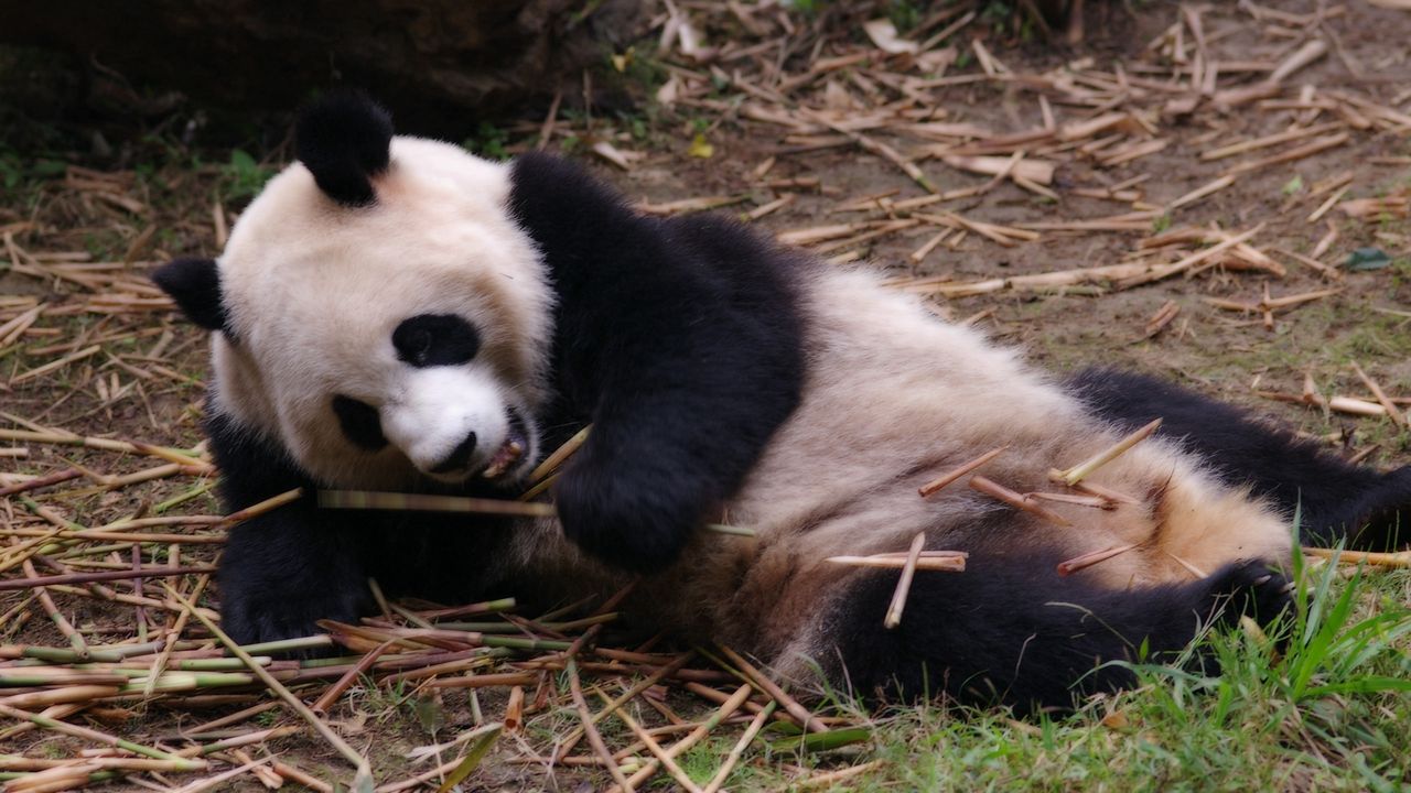 Обои панда, отдых, сон, ветки