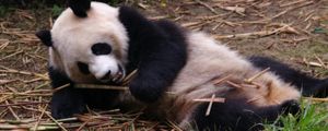 Превью обои панда, отдых, сон, ветки