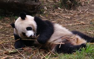 Превью обои панда, отдых, сон, ветки