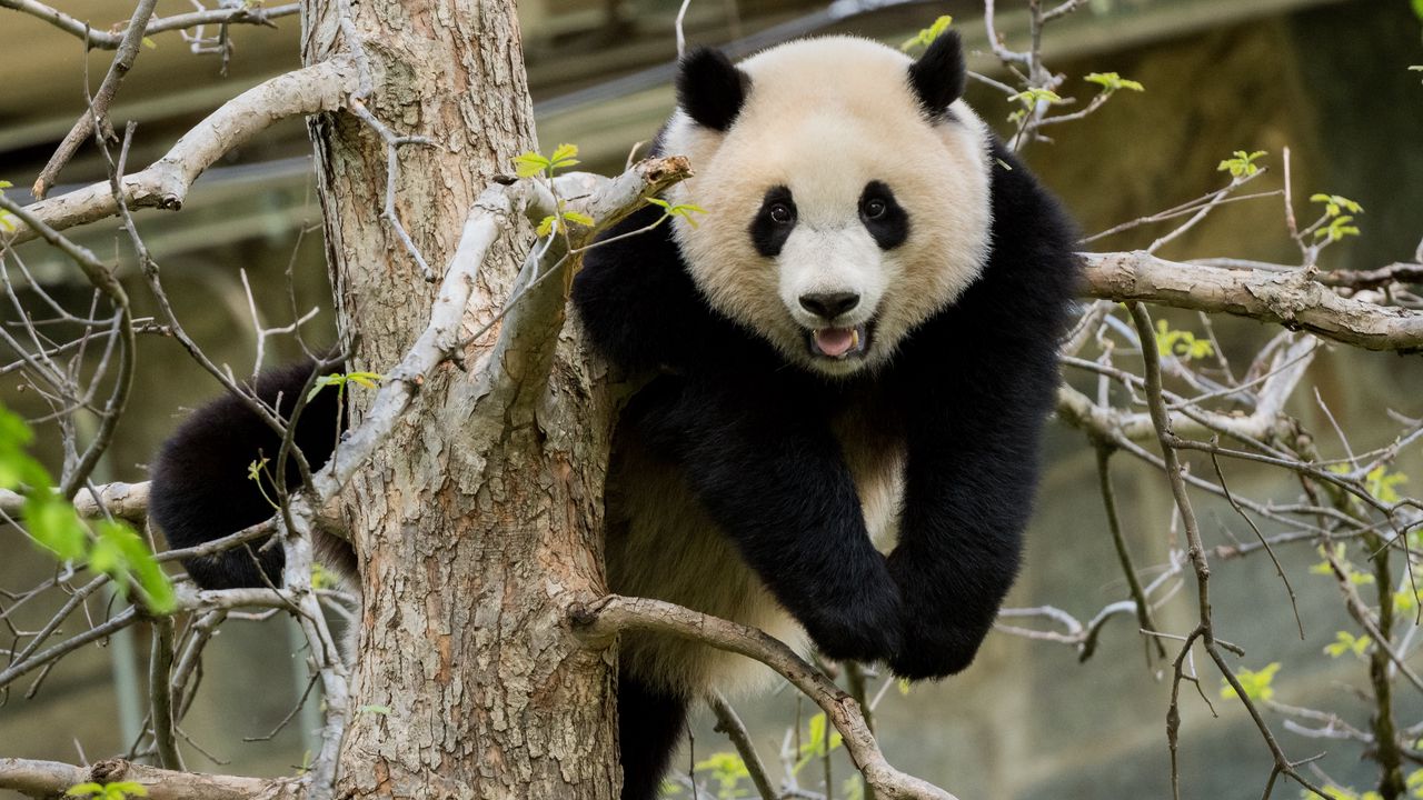 Обои панда, поза, дерево, дикая природа