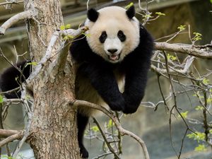 Превью обои панда, поза, дерево, дикая природа