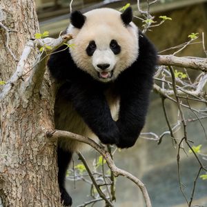 Превью обои панда, поза, дерево, дикая природа