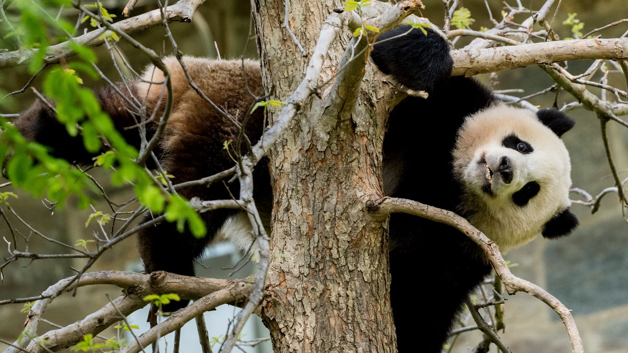 Обои панда, поза, дерево, дикая природа, животное