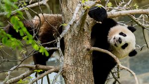 Превью обои панда, поза, дерево, дикая природа, животное