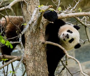 Превью обои панда, поза, дерево, дикая природа, животное