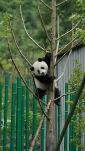 Превью обои панда, поза, дерево, бамбук, природа