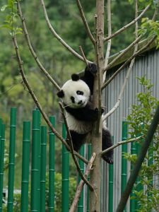 Превью обои панда, поза, дерево, бамбук, природа