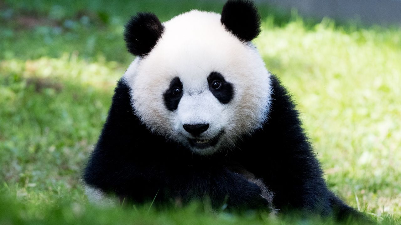 Обои панда, пушистый, животное, взгляд