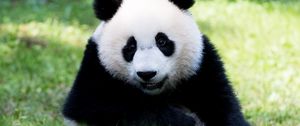 Превью обои панда, пушистый, животное, взгляд