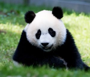 Превью обои панда, пушистый, животное, взгляд