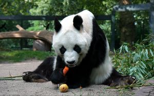 Превью обои панда, сидеть, еда