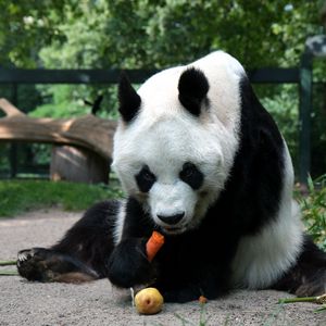 Превью обои панда, сидеть, еда