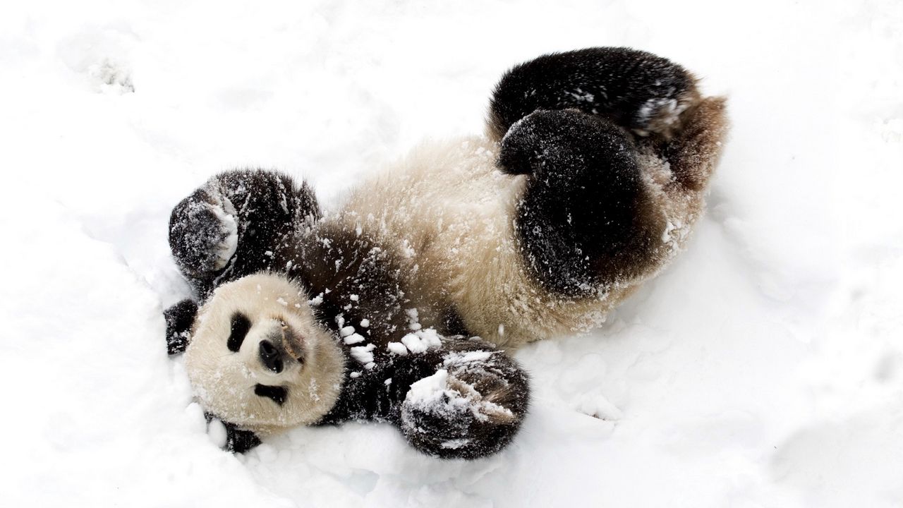 Обои панда, снег, игривый, пятнистый, бамбуковый медведь