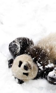 Превью обои панда, снег, игривый, пятнистый, бамбуковый медведь