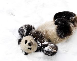 Превью обои панда, снег, игривый, пятнистый, бамбуковый медведь