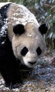 Превью обои панда, снег, трава, прогулка, деревья