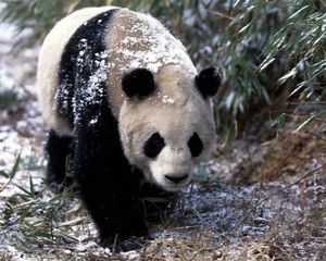 Превью обои панда, снег, трава, прогулка, деревья