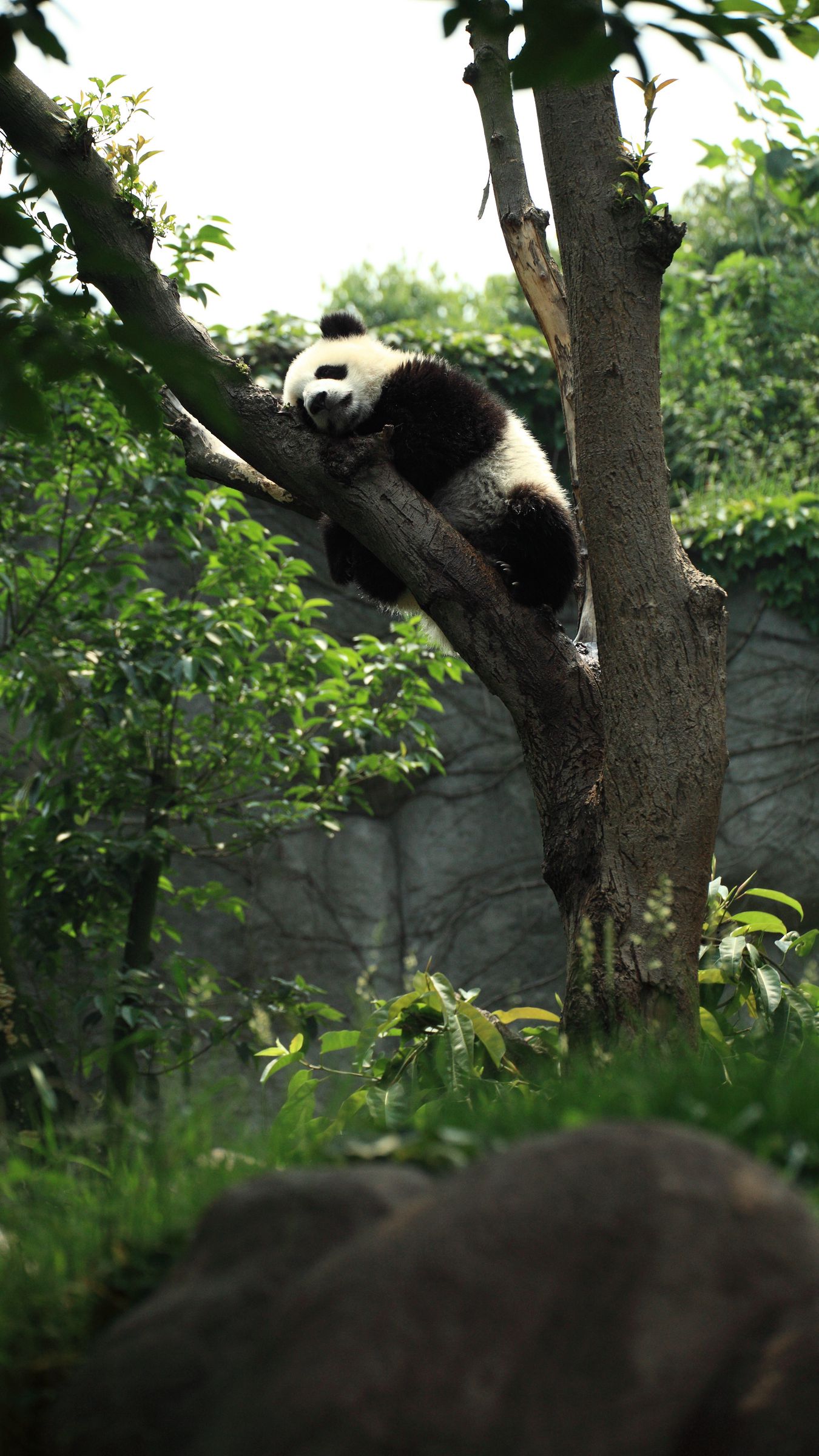 Pandas def. Панды в дикой природе. Панды на дереве. Панда в лесу.