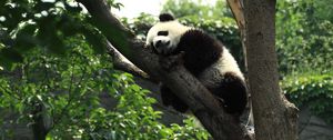 Превью обои панда, сон, дерево