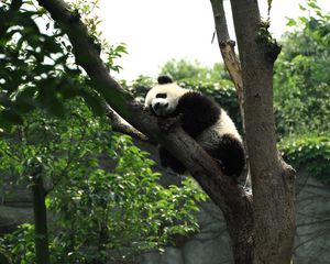 Превью обои панда, сон, дерево