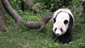 Превью обои панда, трава, дерево, прогулка