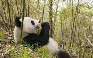 Превью обои панда, трава, лежать, деревья