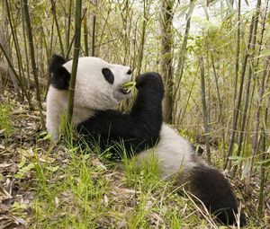 Превью обои панда, трава, лежать, деревья