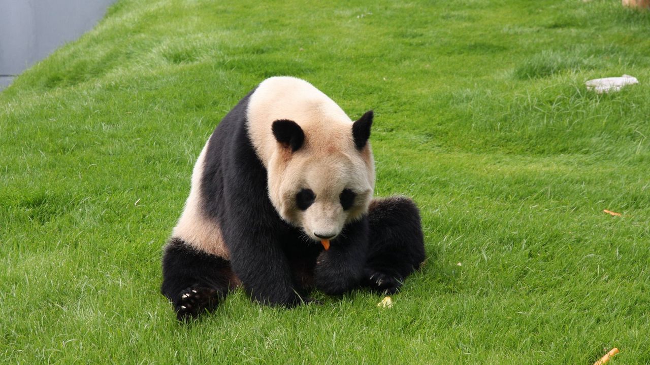 Обои панда, трава, сидеть, малыш