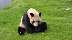 Превью обои панда, трава, сидеть, малыш