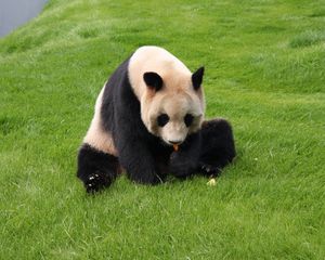 Превью обои панда, трава, сидеть, малыш