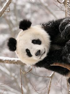 Превью обои панда, ветка, сидеть, снег