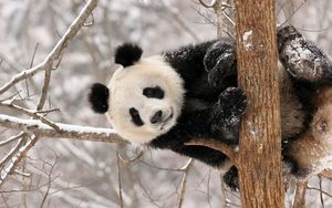 Превью обои панда, ветка, сидеть, снег