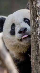 Превью обои панда, высунутый язык, животное, дерево