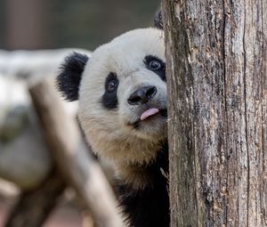 Превью обои панда, высунутый язык, животное, дерево