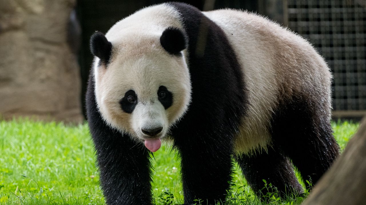 Обои панда, высунутый язык, животное, трава