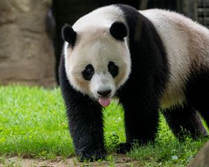 Превью обои панда, высунутый язык, животное, трава