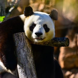 Превью обои панда, взгляд, животное, дикая природа
