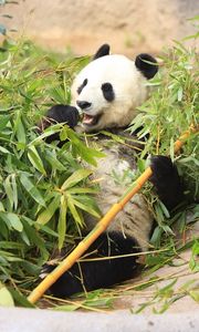Превью обои панда, забавный, бамбук, листья