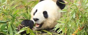 Превью обои панда, забавный, бамбук, листья
