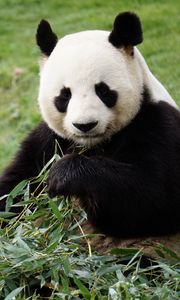 Превью обои панда, забавный, животное, бамбук