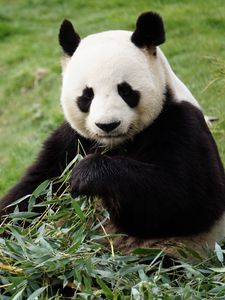 Превью обои панда, забавный, животное, бамбук