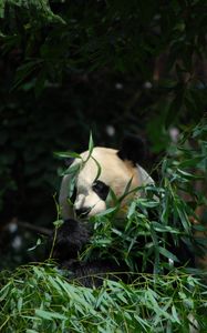 Превью обои панда, животное, бамбук, листья