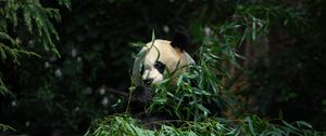 Превью обои панда, животное, бамбук, листья