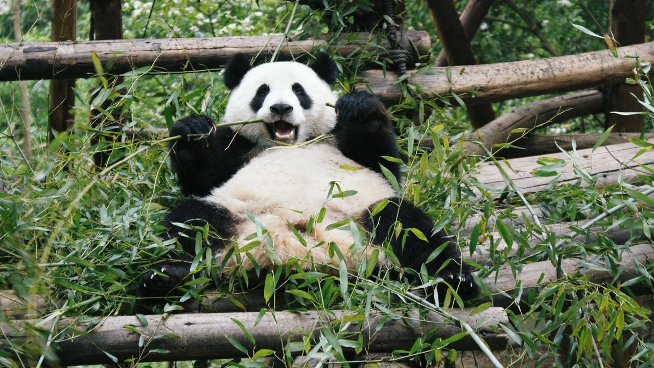 Обои панда, животное, бамбук, медведь, ветки, листья