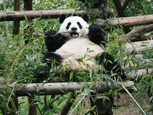 Превью обои панда, животное, бамбук, медведь, ветки, листья