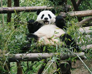 Превью обои панда, животное, бамбук, медведь, ветки, листья