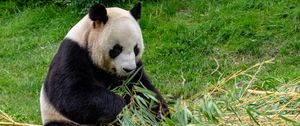 Превью обои панда, животное, бамбук, стебель, листья