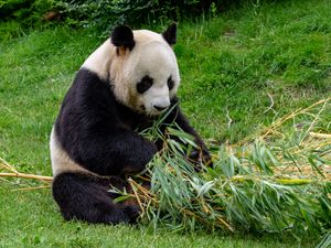 Превью обои панда, животное, бамбук, стебель, листья