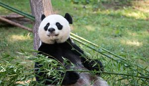 Превью обои панда, животное, бамбук, стебель